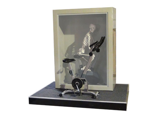 骨骼運(yùn)動-運(yùn)動中的骨骼